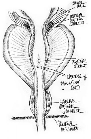 tavole-prostata-3 tavole-prostata-3